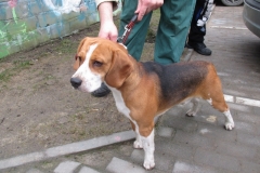 Beagle z ulicy Igielskiej