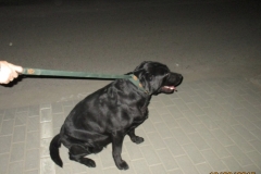 Pies znaleziony na ulicy Strzeleckiej