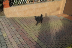 Pies z ulicy Armii Ludowej