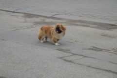 Pies z ulicy Grunowo