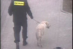 Pies z ulicy Ogrodowej