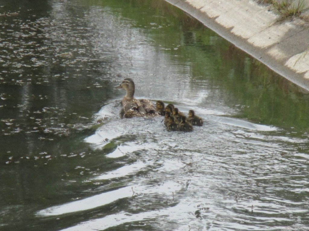 kaczki z ulicy Krętej 3