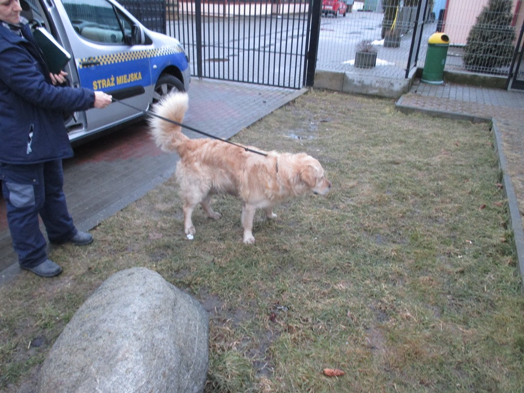 Pies z ulicy Mickiewicza